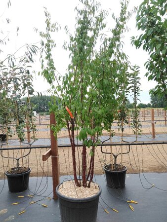 Prunus serrula 200-250 cm cont. 110L meerstammig - afbeelding 2