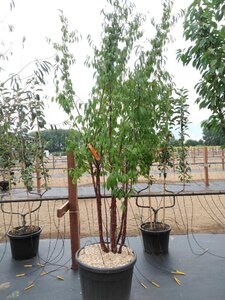 Prunus serrula 200-250 cm cont. 110L meerstammig - afbeelding 2