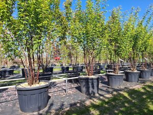 Prunus serrula 200-250 cm cont. 110L meerstammig - afbeelding 4