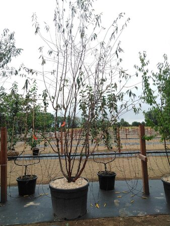 Prunus serrula 300-350 cm cont. 150L meerstammig - afbeelding 1
