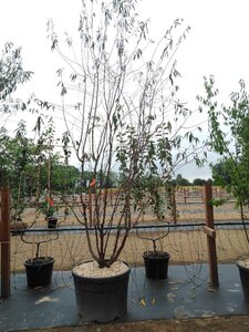 Prunus serrula 300-350 cm cont. 150L meerstammig