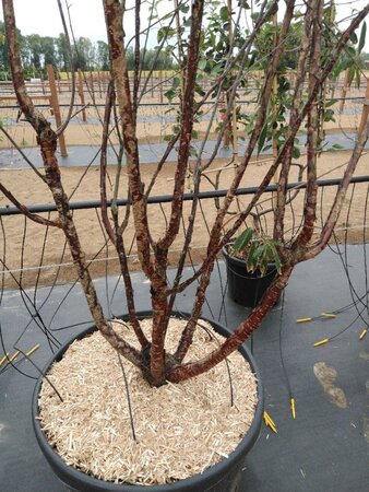 Prunus serrula 300-350 cm cont. 150L meerstammig - afbeelding 2