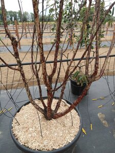 Prunus serrula 300-350 cm cont. 150L meerstammig - afbeelding 2