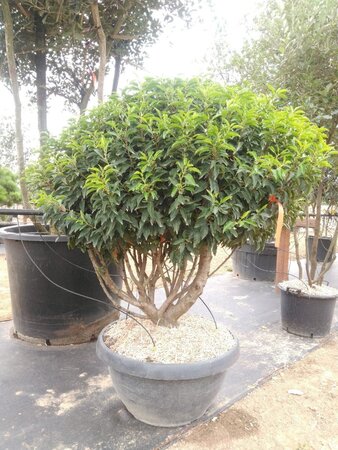 Prunus lusitanica 'Angustifolia' 175-200 cm cont. 90L meerstammig