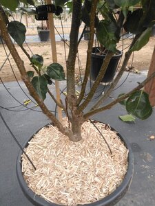 Pyrus calleryana 'Chanticleer' 200-250 cm cont. 45L meerstammig