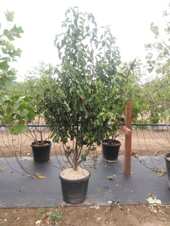 Pyrus calleryana 'Chanticleer' 200-250 cm cont. 45L meerstammig - afbeelding 2