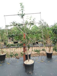 Pyrus c. 'Conference' (middel) geen maat specificatie cont. 60L 5 etages lei 150x180