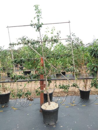 Pyrus c. 'Conference' (middel) geen maat specificatie cont. 60L 5 etages esp 150x180 - image 1
