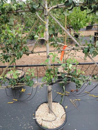 Pyrus c. 'Conference' (middel) geen maat specificatie cont. 60L 5 etages esp 150x180 - image 2
