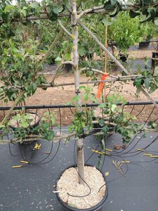 Pyrus c. 'Conference' (middel) geen maat specificatie cont. 60L 5 etages esp 150x180 - image 2