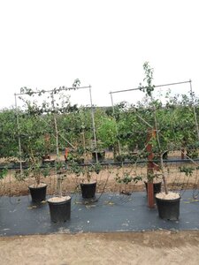 Pyrus c. 'Conference' (middel) geen maat specificatie cont. 60L 5 etages esp 150x180 - image 3