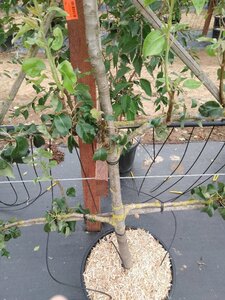 Pyrus c. 'Conference' (middel) geen maat specificatie cont. 60L 5 etages esp 150x180 - image 4