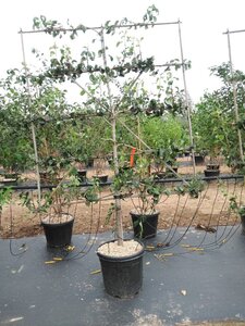Pyrus c. 'Conference' (middel) geen maat specificatie cont. 60L 5 etages esp 150x180 - image 5