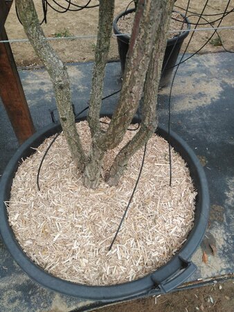 Quercus suber 250-300 cm cont. 110L meerstammig - afbeelding 1