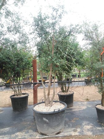 Quercus suber 250-300 cm cont. 110L meerstammig - afbeelding 2