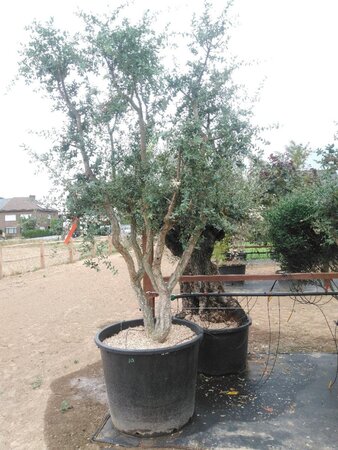 Quercus suber 300-350 cm cont. 375L meerstammig - afbeelding 1