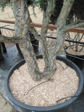 Quercus suber 300-350 cm cont. 375L meerstammig - afbeelding 2