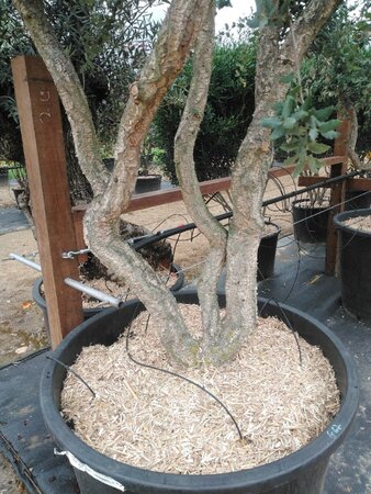 Quercus suber 300-350 cm cont. 375L meerstammig - afbeelding 3