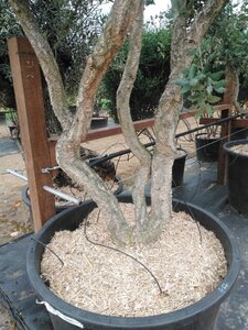 Quercus suber 300-350 cm cont. 375L meerstammig - afbeelding 3