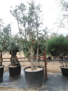 Quercus suber 300-350 cm cont. 375L meerstammig - afbeelding 4