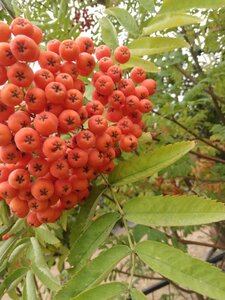 Sorbus aucuparia 200-250 cm cont. 70L meerstammig