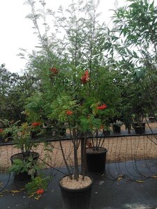 Sorbus aucuparia 200-250 cm cont. 70L meerstammig - afbeelding 2