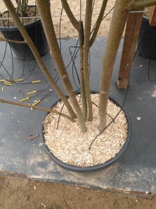 Sorbus aucuparia 200-250 cm cont. 70L meerstammig - afbeelding 3
