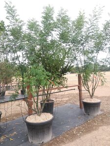 Styphnolobium j. 'Regent' 300-350 cm cont. 150L meerstammig