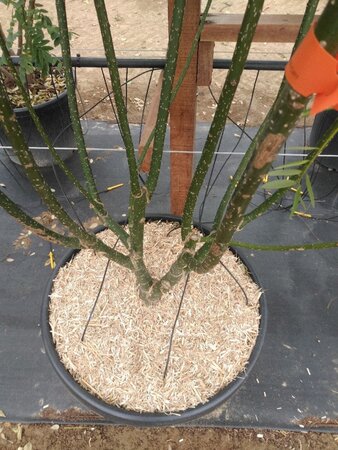 Styphnolobium j. 'Regent' 300-350 cm cont. 150L meerstammig - afbeelding 2