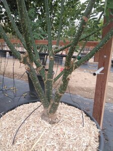 Styphnolobium j. 'Regent' 300-350 cm cont. 150L meerstammig - afbeelding 3