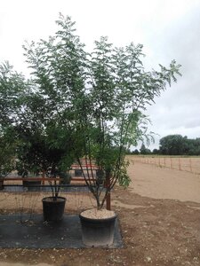 Styphnolobium j. 'Regent' 300-350 cm cont. 150L meerstammig - afbeelding 4