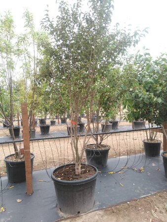 Stewartia rostrata 250-300 cm cont. 150L meerstammig - afbeelding 1