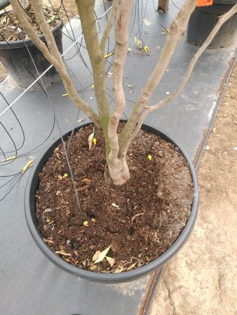 Stewartia rostrata 250-300 cm cont. 150L meerstammig - afbeelding 2