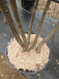 Tilia cordata 200-250 cm cont. 130L meerstammig