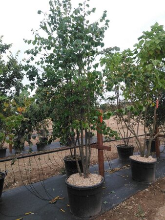 Tilia cordata 200-250 cm cont. 130L meerstammig - afbeelding 2