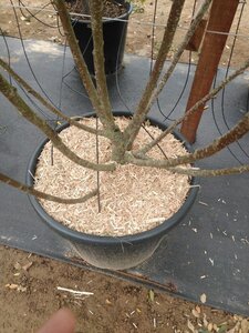 Tilia cordata 'Winter Orange' 200-250 cm cont. 110L meerstammig