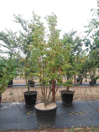 Tilia cordata 'Winter Orange' 200-250 cm cont. 110L meerstammig - afbeelding 2