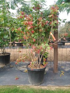 Viburnum opulus 150-175 cm cont. 55L meerstammig