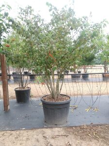 Viburnum plicatum 150-175 cm cont. 110L multi-stem