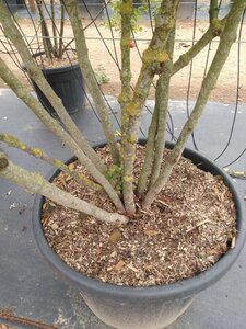 Viburnum plicatum 150-175 cm cont. 110L multi-stem - image 2
