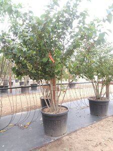 Viburnum plic. 'Tennessee' 200-250 cm cont. 110L multi-stem