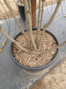 Viburnum plic. 'Tennessee' 200-250 cm cont. 110L multi-stem - image 2