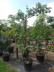 Vitis vinifera geen maat specificatie container haagelement