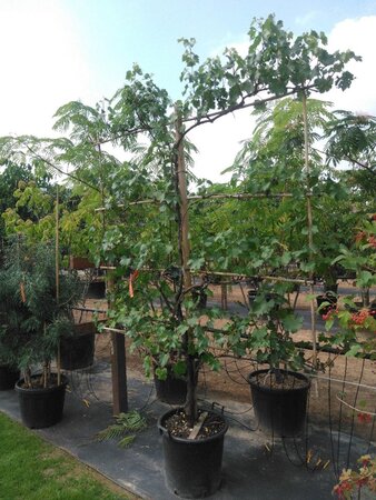 Vitis vinifera geen maat specificatie container hedge element - image 1
