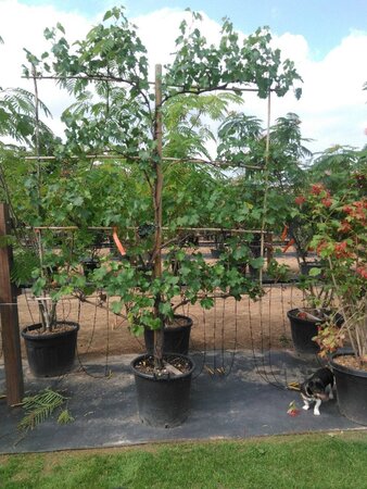 Vitis vinifera geen maat specificatie container hedge element - image 2