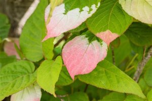 Actinidia kolomikta 70 cm vierkant 2L