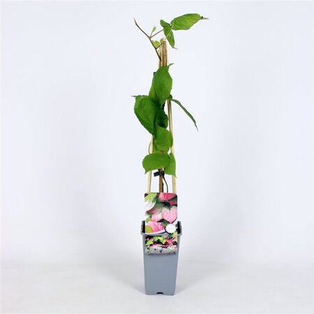 Actinidia kolomikta 70 cm vierkant 2L - image 3