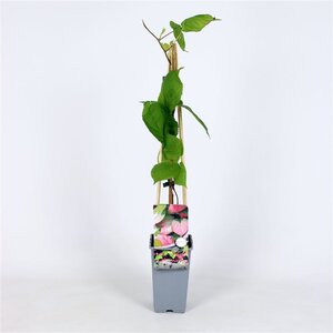 Actinidia kolomikta 70 cm vierkant 2L - image 3