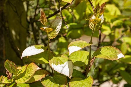 Actinidia kolomikta 70 cm vierkant 2L - image 2