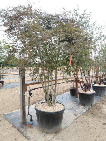 Acer pal. 'Tamukeyama' 200-250 cm cont. 180L meerstammig